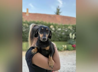 Luca, geboren 02.02.2020, 26cm sucht ihre Chance