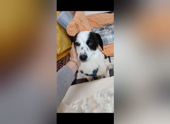 Josie sucht Herzensmensch fürs Leben