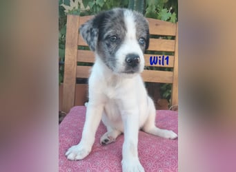 Wil geb. 05/2025 (ESP) - sportlicher Border-Collie-Mix Welpe!