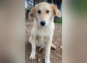 Giannis, geb. ca. 07/2022, lebt in GRIECHENLAND, im städt. Tierheim Serres