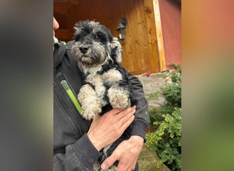Blacky, geboren 25.05.2024, 24cm sucht sein Glück