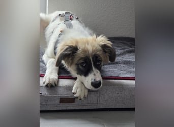 Imme sucht dringend ihr neues Zuhause