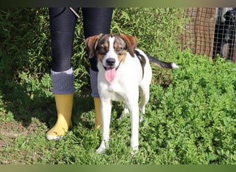 Rubi  - Mix Jack Russel Terrier / Beagle, lieb und verträglich