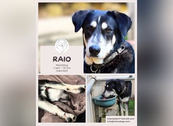 Raio - Sonnenschein sucht sein Glück