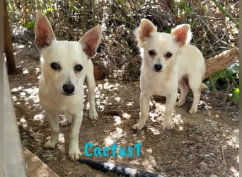 Cactus1 01/2024 (ESP) - verspielter, kleiner Chihuahua-Mix!
