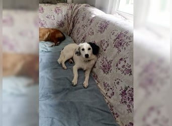 Zauberhafte, unkomplizierte junge Hündin Casper