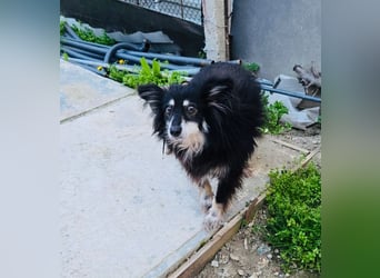 Ältere Lady RUBY sucht ihr Für-immer-Zuhause!!!