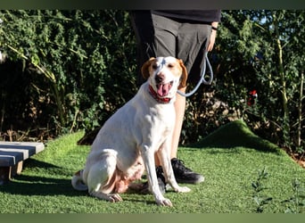 Iva, Mix Labrador / Podengo