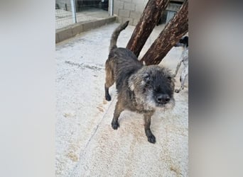 Kleiner Schnauzermischling BALIN sucht eine eigene Familie