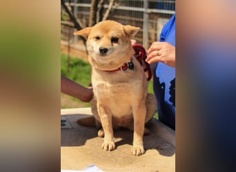 Arabesque PP – Zarte Shiba Inu-Dame sucht ruhiges und einfühlsames Zuhause