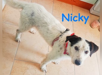 Nicky 01/2019 (ESP Pflegestelle) - braver, ausgeglichener und unglaublich lieber Bodeguero-Mix!
