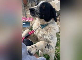 Mata, 09/23 - hübsche Begleiterin sucht ihren Menschenfreund