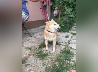 Vöröske PP – Shiba-Dame sucht liebevolles Zuhause
