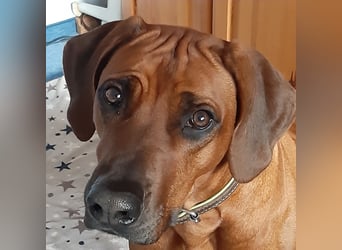 Rhodesian Ridgeback Welpen aus toller Verpaarung