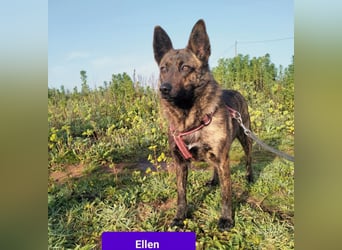 süße Ellen wünscht sich ihr Zuhause für immer
