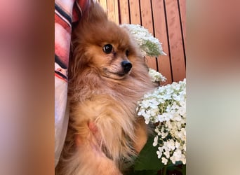 Mogyoro SR- kleiner Pomeranian mit großem Nachholbedarf sucht geduldige Menschen