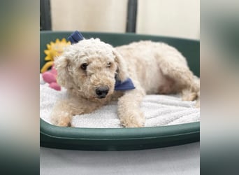 COCO - Sozialverträglicher Puli-Mix sucht seine Familie