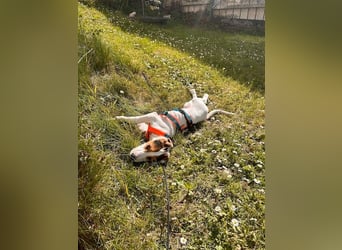 Beagle Mischlingswelpe GEORGY (Dezember 2024) sucht eine eigene Familie