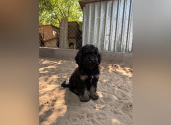 Max - der kleine Sonnenschein ❤️
