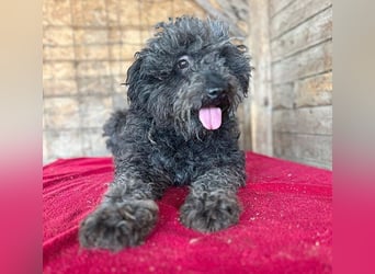 superlieber Kuschelhund MAILO - 2,5 Jahre, 45cm/14kg - Puli-Schnauzer-Mix