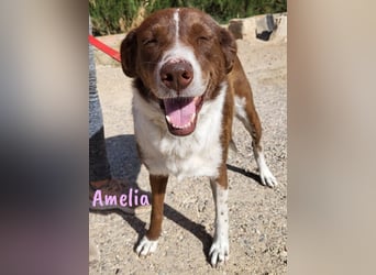 Amelia 08/2018 (ESP) - bezaubernde, ausgeglichene und soziale Hütehund-Mix Hündin!