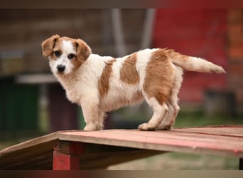 Tiffany, kleines Hundemädchen sucht eine Familie