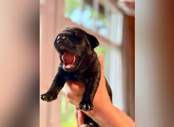 Wurf Cane Corso/Flat & Broholmer