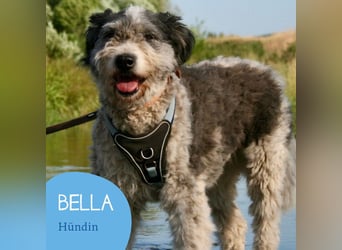 Freundliche Bella sucht ihr Zuhause