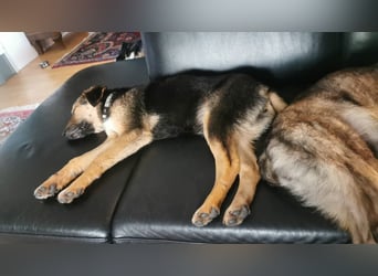 Gigi  ist in der Südpfalz zu besuchen