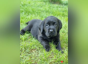 Labrador Welpen mit Ahnentafel, abzugeben ab Mitte /Ende Mai