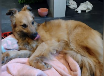 schüchterne DANI sucht geduldiges Zuhause