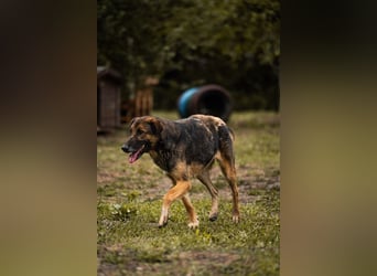 Priya - die freundliche Hündin liebt die Nähe der Menschen und sucht ein tolles Zuhause