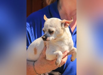 Kulcs PP – Zarte Chihuahua-Hündin sucht liebevolles Zuhause mit Herz