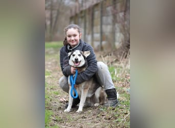BODRO - der hübsche Huskymix sucht ein liebe- und verständnisvolles Zuhause
