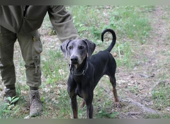 Finn, Dobermann, geb. 2023, sucht liebevolle und geduldige Besitzer