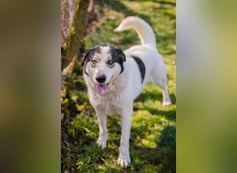 FLY - die nette und aufgeschlossene Hündin liebt Menschen und andere Hunde