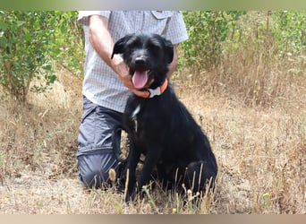 Costa, Mix Schnauzer / Podengo, lieb und sozial