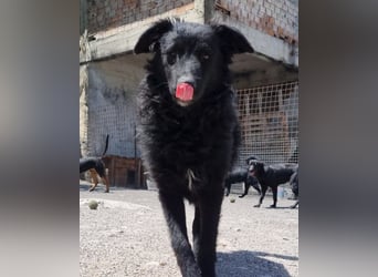 Duke ❤️ aufgeweckter, junger Kroat. Schäferhund-Mix-Bub!