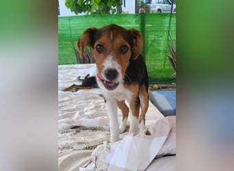 Ricky sucht geduldige Kuschelpartner