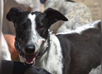 Rocky7 02/2023 (ESP) - sozialer, freundlicher und verschmuster Galgo!