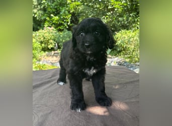 Aussiedoodle Welpen mini / medium F1