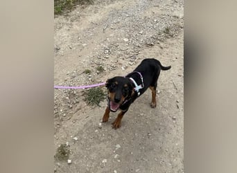 Kritzel, ein kleines Pinschermädchen, sucht ihre Menschen