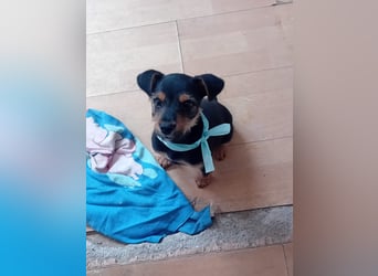 Welpe EDY sucht ein schönes Zuhause!!!