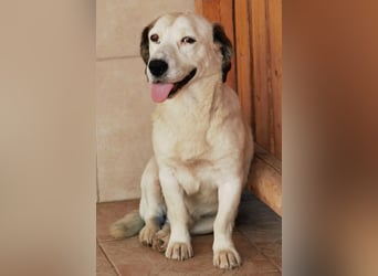 Baloo