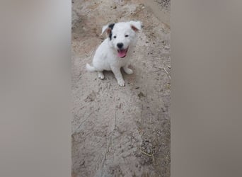 Kleine Mila sucht liebevolles Zuhause