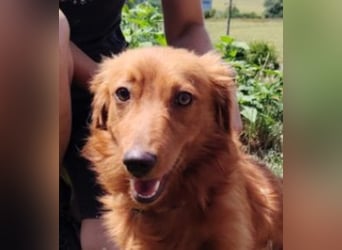 LUCKY, Dackel Mix