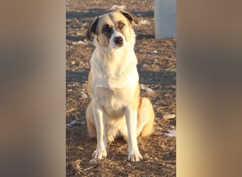 Jeanie, geb. ca. 05/2023, lebt in GRIECHENLAND, im städt. Tierheim Serres