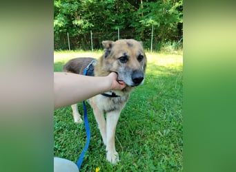 Sonnenschein Benji sucht sein Happy End, Schäferhund Mischling
