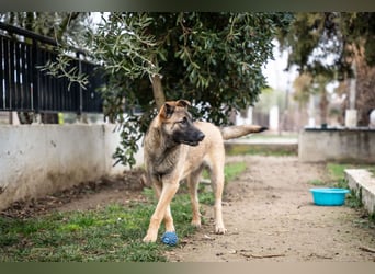Nala - sportlich und freundlich