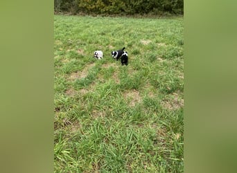 Mini Aussie - Miniature American Shepherd